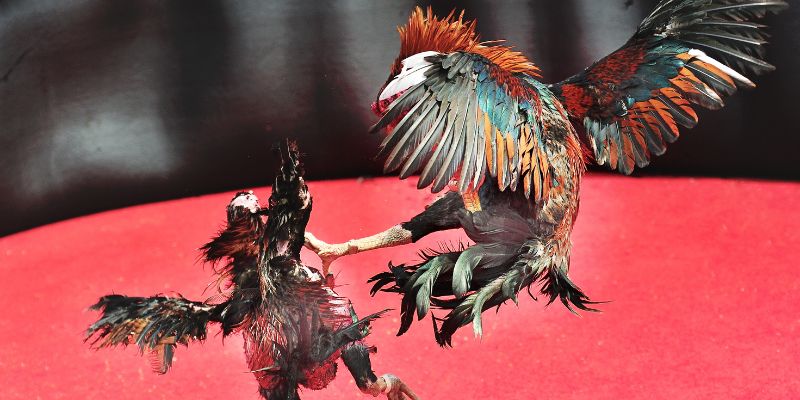 Đá gà Max88 là gì