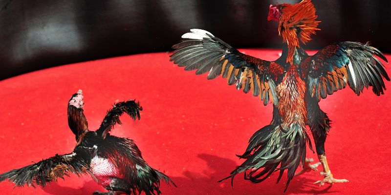 Đá gà Max88 các loại cược