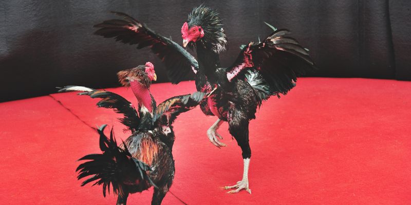 Đá gà Max88 ưu đãi